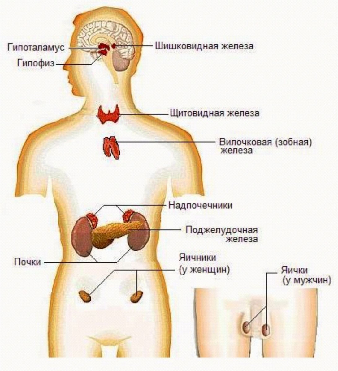 Надпочечник гипофиз селезенка подмышечный